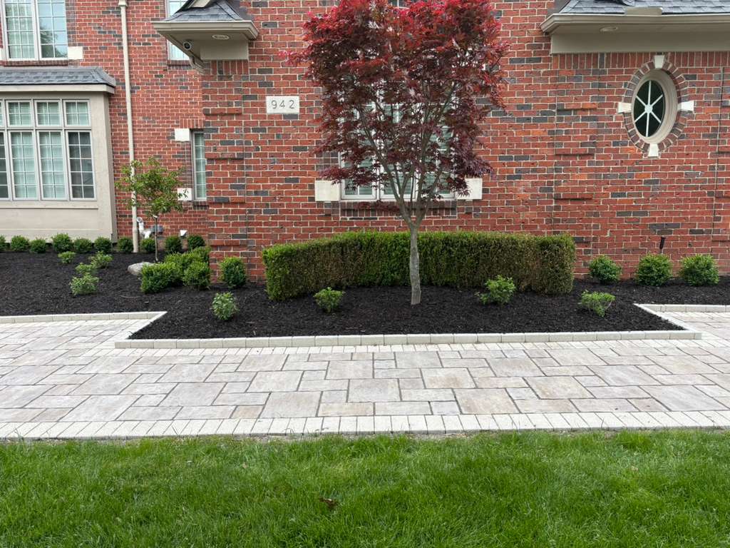 Front yard garden bed with fresh black mulch, trimmed boxwood shrubs and Japanese maple — Alfie's Landscaping Rochester Hills